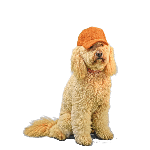 Cachorro de Boné